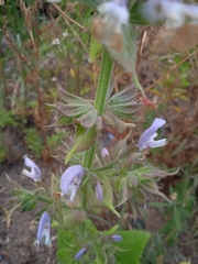 Salvia sclarea