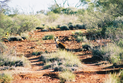 Osphranter robustus erubescens