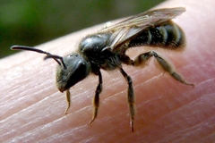 Lasioglossum marginatum