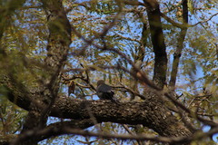 Melanerpes uropygialis