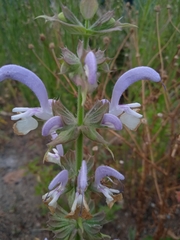 Salvia sclarea