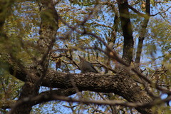 Melanerpes uropygialis