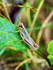 Paroxya