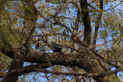 Melanerpes uropygialis