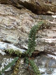 Asplenium bradleyi
