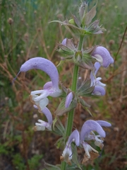Salvia sclarea