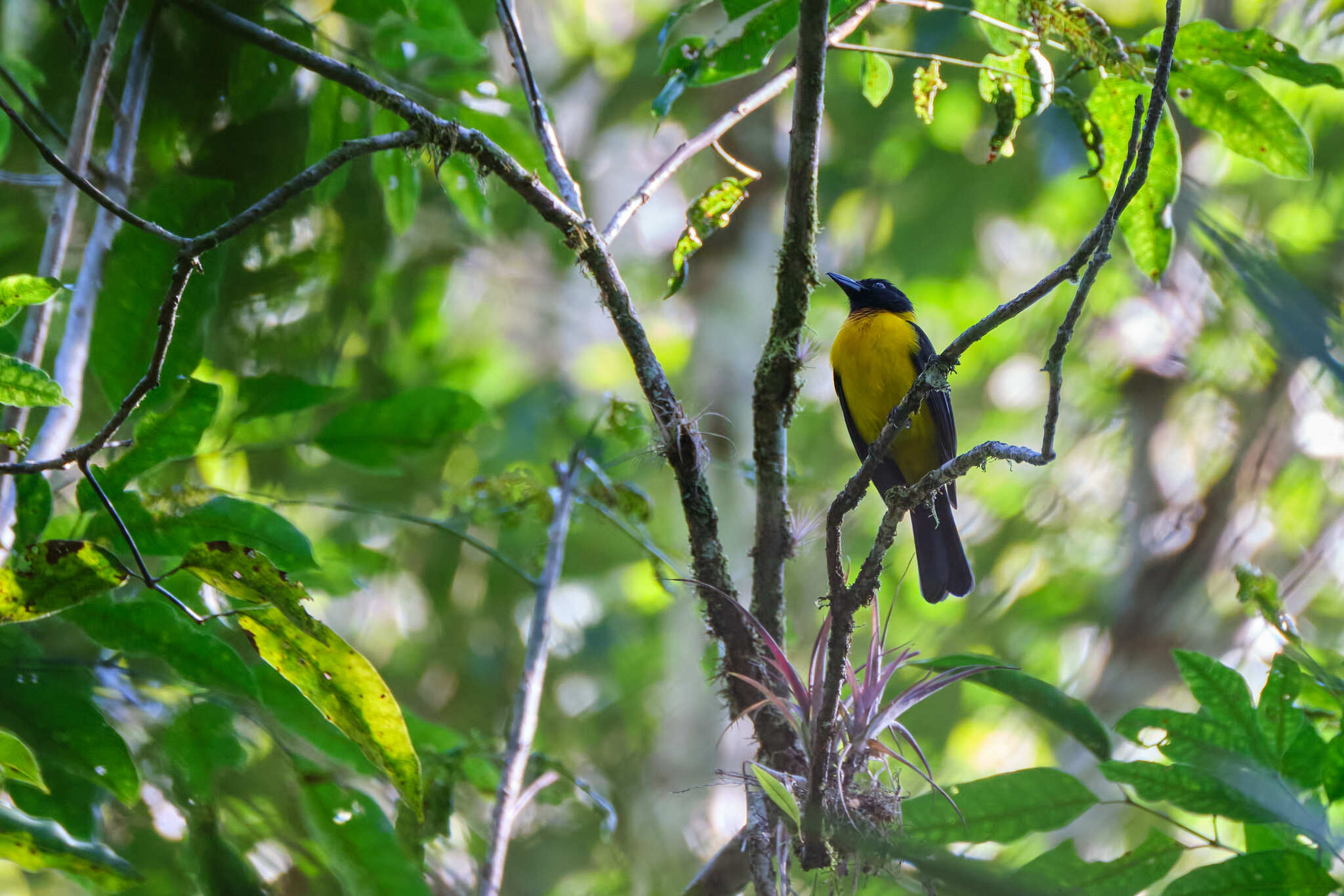 Black-throated Shrike-Tanager (Lanio aurantius), photo 6