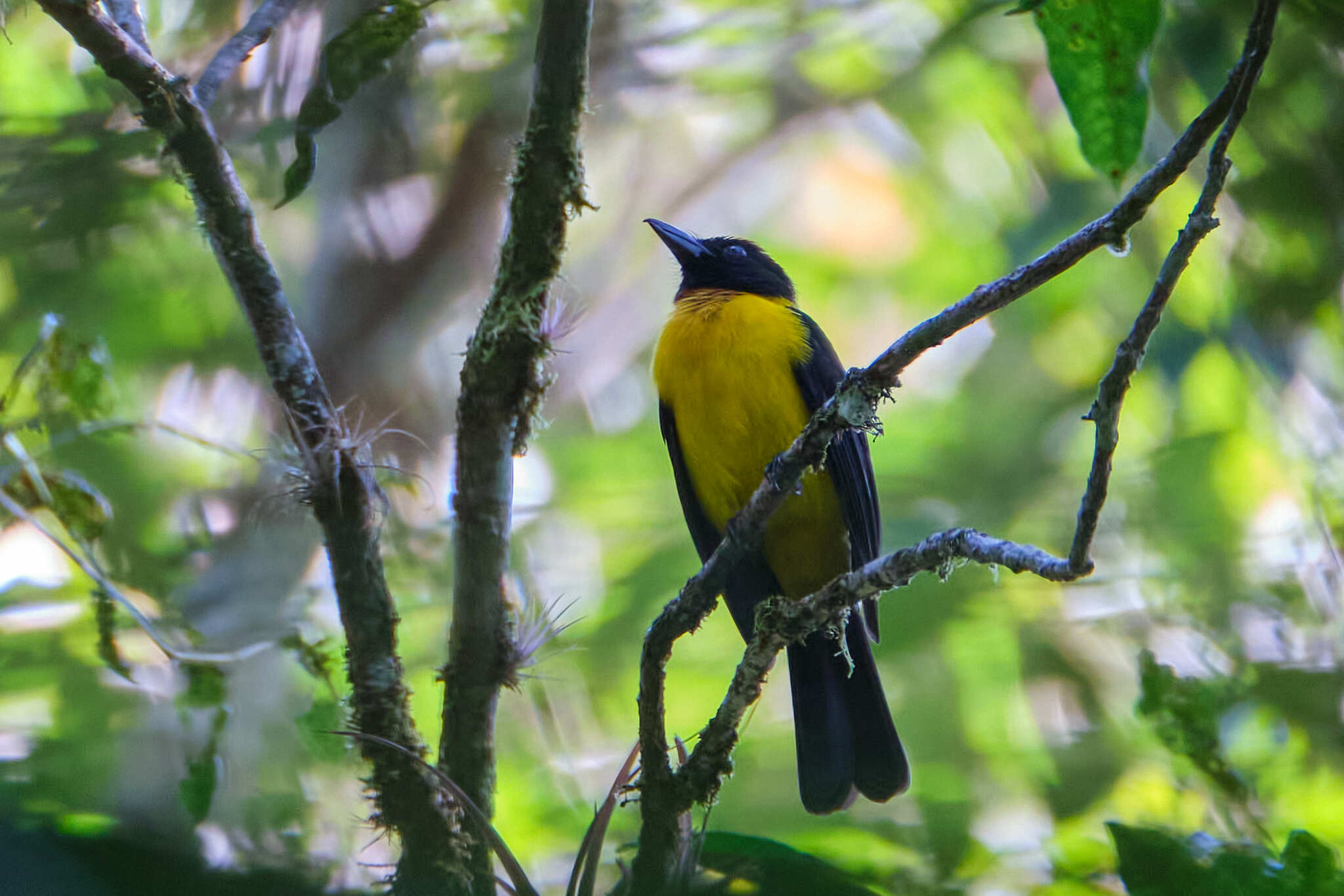 Black-throated Shrike-Tanager (Lanio aurantius), photo 7