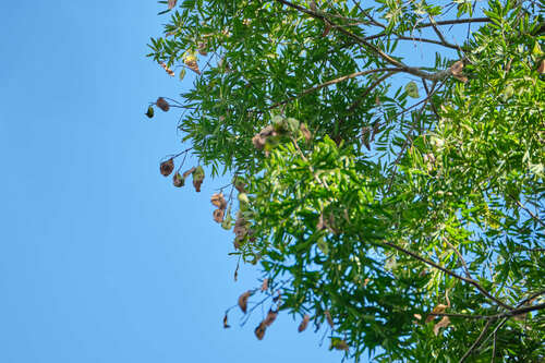 Lonchocarpus castilloi, photograph 5