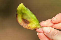 Millettieae