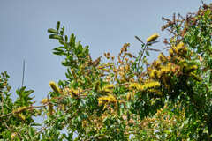 Combretum fruticosum