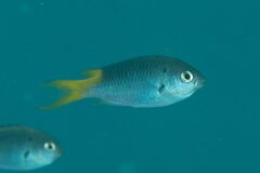 Neopomacentrus azysron