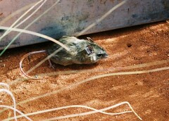 Pseudomys hermannsburgensis