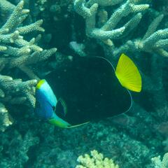 Chaetodontoplus meredithi