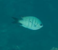 Abudefduf whitleyi