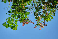 Combretum fruticosum