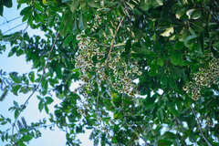 Combretum fruticosum