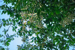 Combretum fruticosum