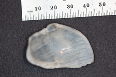 Crepidula onyx