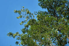 Millettieae