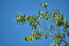 Millettieae