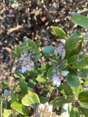 Arctostaphylos tomentosa