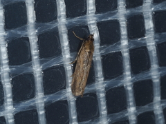 Xyloryctidae