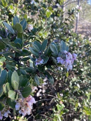 Arctostaphylos tomentosa
