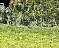 Otospermophilus beecheyi