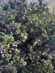 Arctostaphylos tomentosa