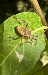 Leptoglossus chilensis