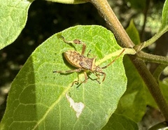 Leptoglossus chilensis