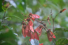 Heteropterys brachiata