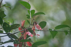 Heteropterys brachiata