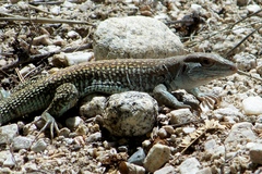 Aspidoscelis stictogrammus