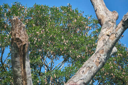 Lonchocarpus castilloi, photograph 2