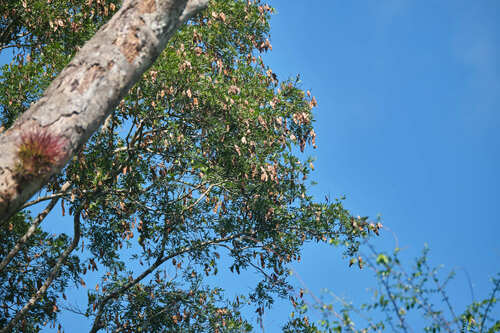 Lonchocarpus castilloi, photograph 4