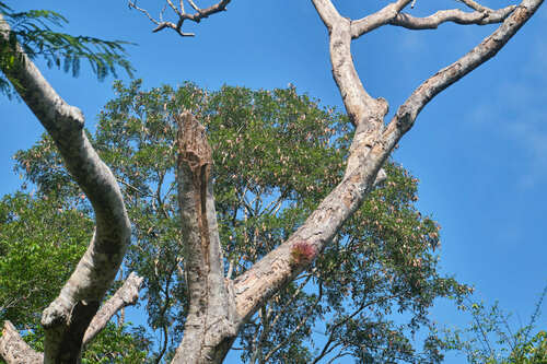 Lonchocarpus castilloi, photograph 3