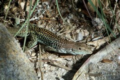 Aspidoscelis stictogrammus