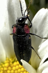 Romanophora verecunda