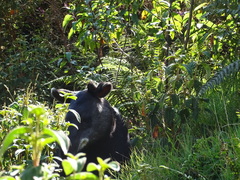 Tapirus pinchaque