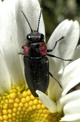 Romanophora verecunda