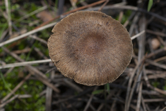 Cortinarius