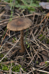 Cortinarius