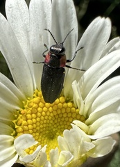 Romanophora verecunda