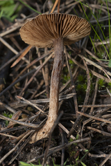 Cortinarius