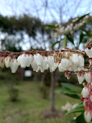 Pieris japonica taiwanensis