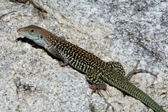 Aspidoscelis stictogrammus
