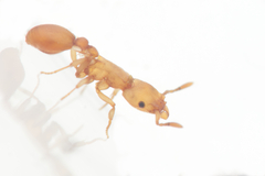 Colobostruma unicorna