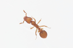 Colobostruma unicorna